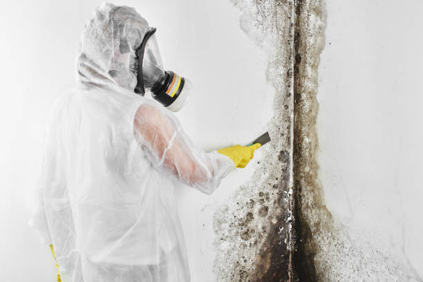 Best Mold Testing and Inspection Services in St Charles, IL