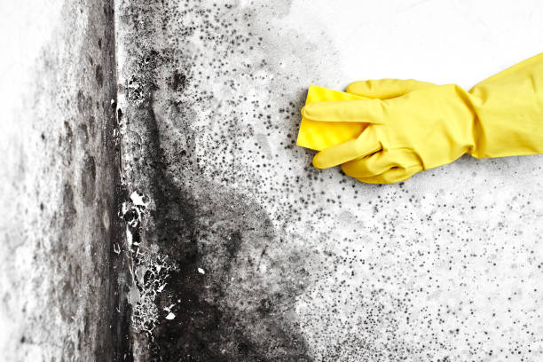 Professional Mold Remediation in St Charles, IL