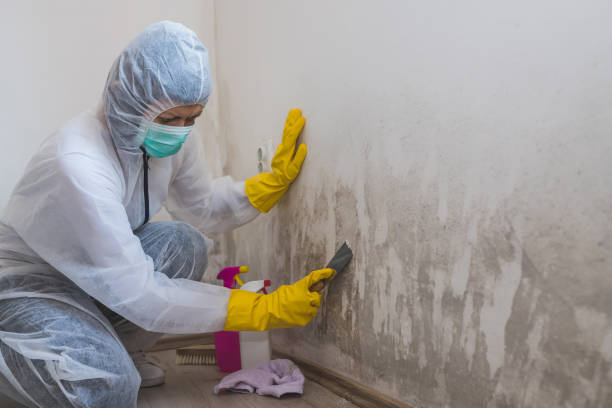 Best HVAC Mold Remediation in St Charles, IL