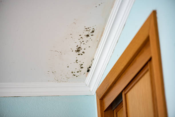 Best Black Mold Remediation in St Charles, IL