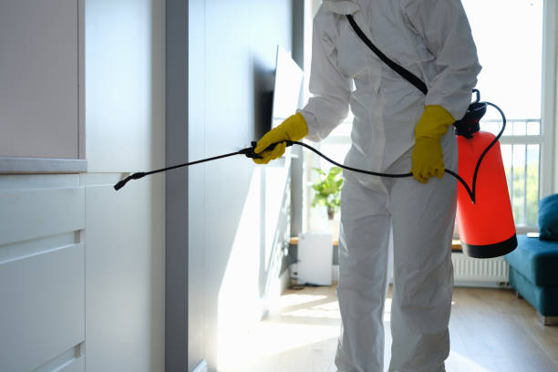 Best Insurance-Related Mold Remediation in St Charles, IL