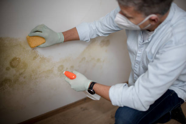 Best Commercial Mold Remediation in St Charles, IL