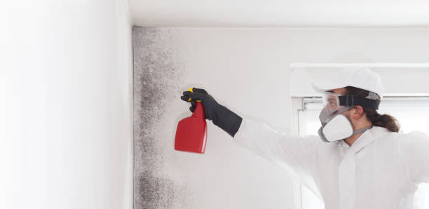Best Emergency Mold Remediation in St Charles, IL