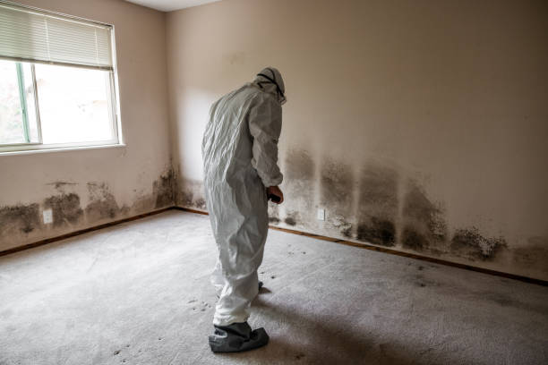 Best DIY Mold Remediation Support Services in St Charles, IL