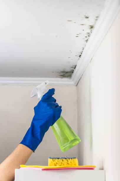Best White Mold Remediation in St Charles, IL