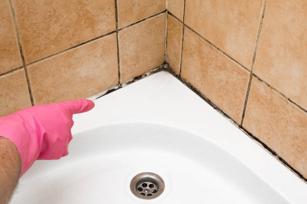 Best Industrial Mold Remediation in St Charles, IL